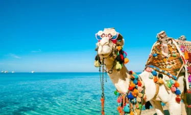 Camel Riding Hurghada