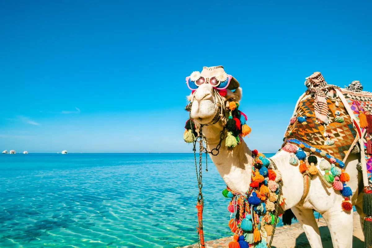 Camel Riding Hurghada