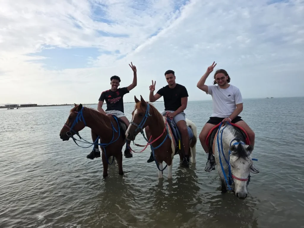 Hurghada horse farm