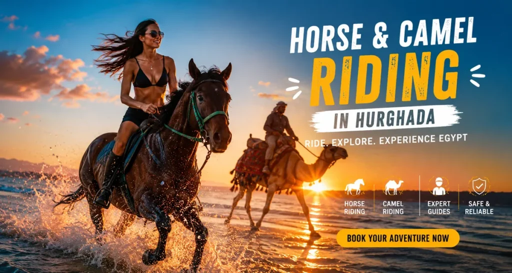 horse hurghada