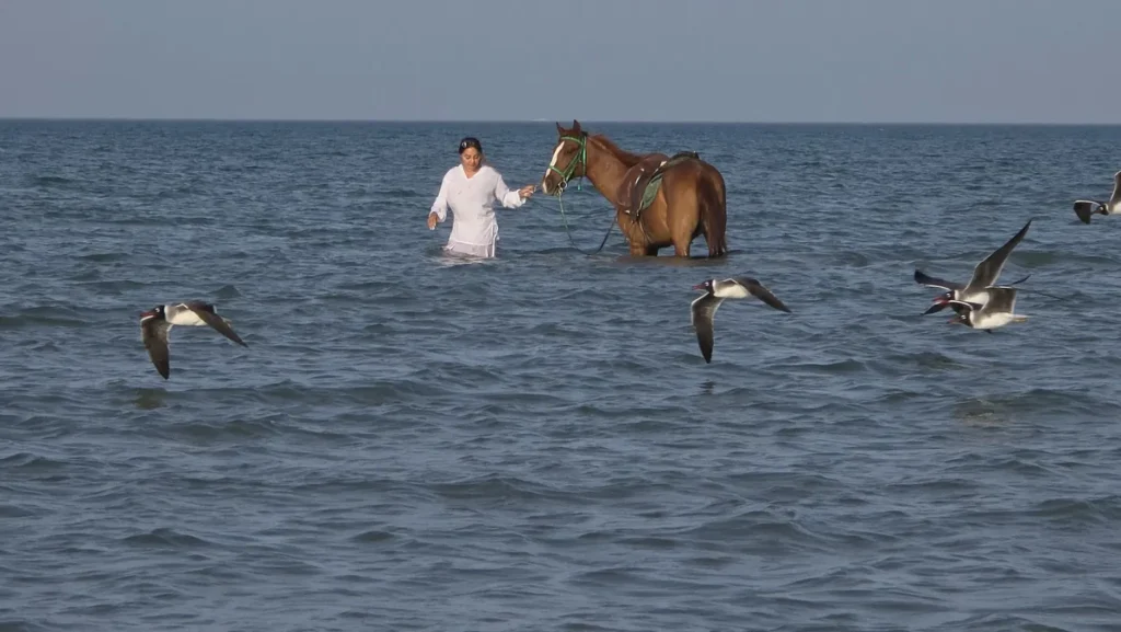 Horse
